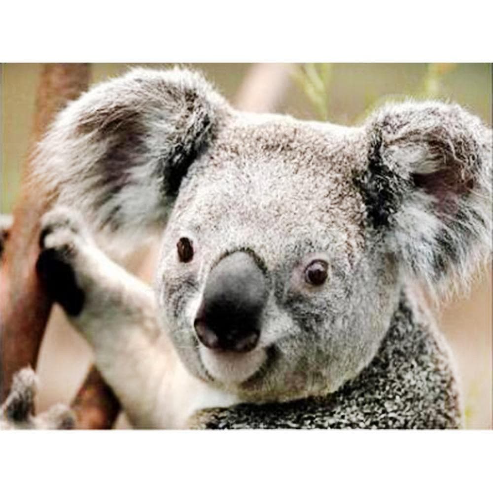 Pictură cu diamant 5D cu diamant Koala Broderie cu diamante cu punct de cruce Pictură cu mozaic cu stras