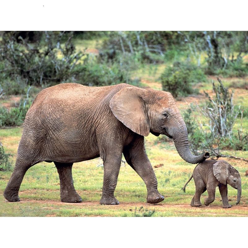 5D DIY pictură cu diamante elefant familie broderie mozaic punct de cruce decorare cu stras