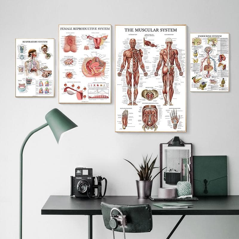Poster cu sistem muscular de anatomie umană Imprimare artistică Imagine cu corpul uman Educație medicală Decorare interioară Pictură Pânză