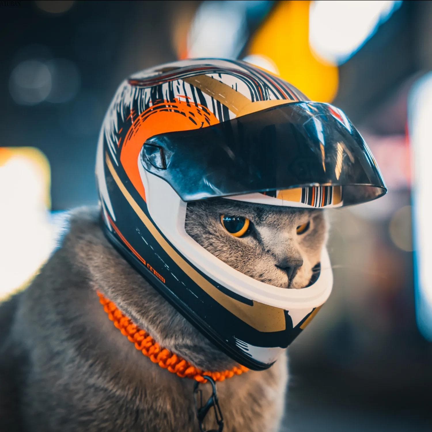 Căști de bricolaj pentru animale de companie, cască de pisică, cască de câine-Mini pălărie de protecție pentru cap în aer liber, accesoriu