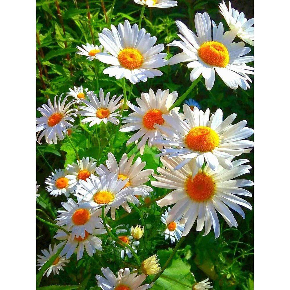 Pictură cu diamant 5D bricolaj, cu foraj complet, floare de mușețel, broderie cu diamant, pictură cu margele de flori