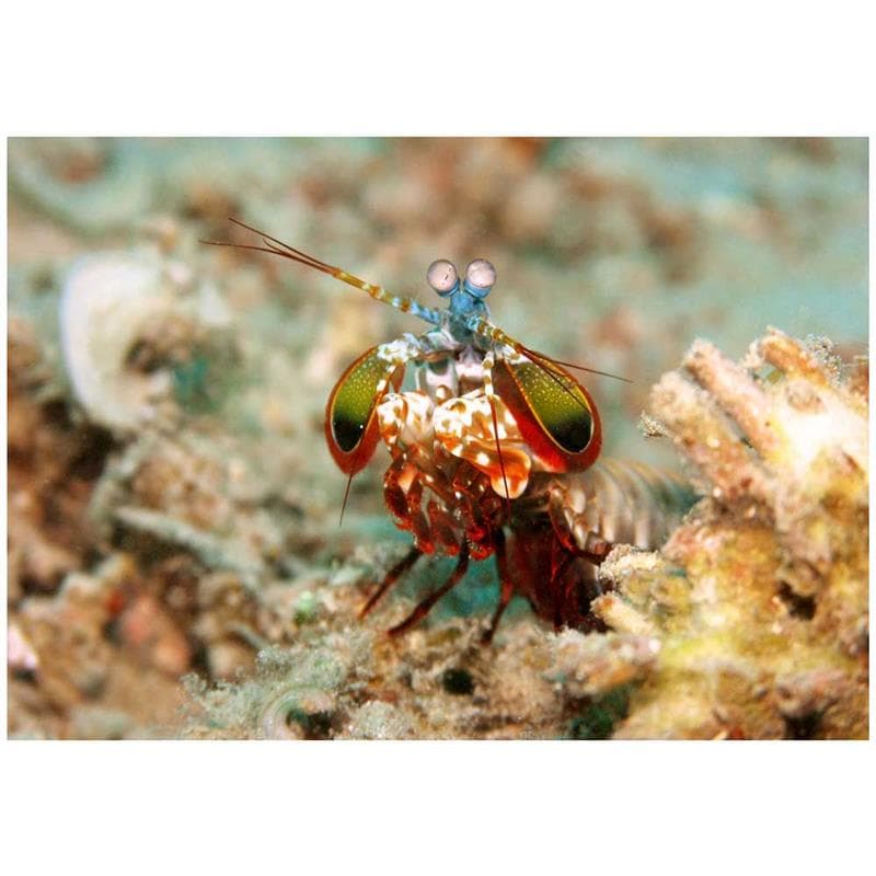 Creveti Odontodactylus scyllarus